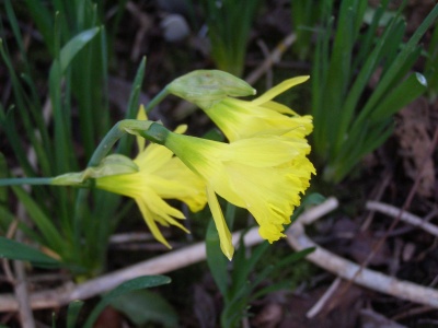 Narcissus 'The O'Mahoney' 'Bowles' Early Sulphur'